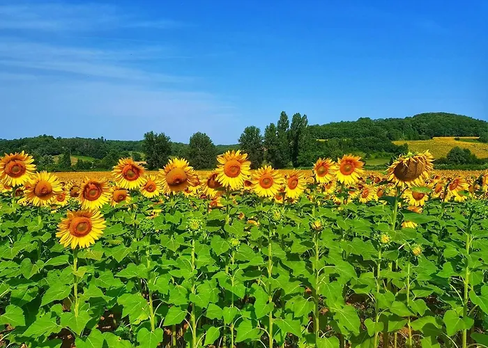 Nyaraló La Lumiere Doree